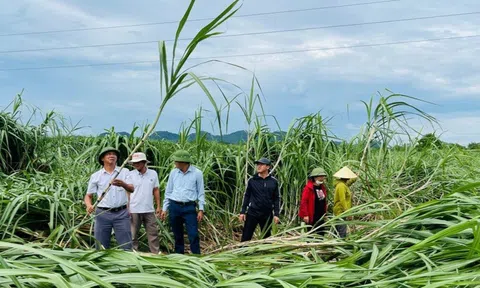 Hoàn lưu bão số 3 gây thiệt hại hàng trăm héc-ta mía nguyên liệu tại Nghệ An