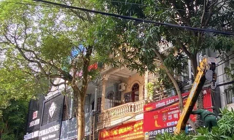 TP Vinh (Nghệ An) cắt, tỉa cây xanh để đề phòng mưa, bão