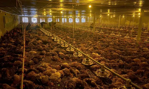 TP Vinh (Nghệ An): Mưa lớn, mất điện khiến trang trại gà bị chết gần 10.000 con