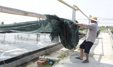 Ngành nuôi trồng thuỷ sản Nghệ An vượt khó, phấn đấu hoàn thành kế hoạch