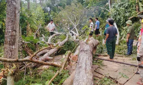 Nghệ An: Triển khai các biện pháp phục hồi sản xuất nông nghiệp sau bão số 3