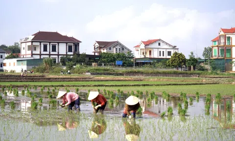 Nghệ An ban hành quy định về chuyển đổi mục đích sử dụng đối với đất trồng lúa, đất rừng sang mục đích khác