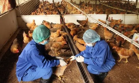 Nghệ An chỉ đạo thực hiện tiêm phòng cho đàn vật nuôi năm 2025