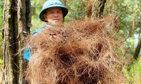 Nghệ An chủ động phòng ngừa và nâng cao ý thức để giảm thiểu tối đa số vụ cháy rừng trong năm 2025