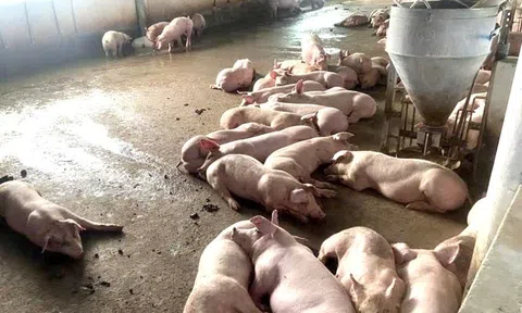 Nghệ An: Dịch tả lợn Châu Phi bùng phát và lan rộng