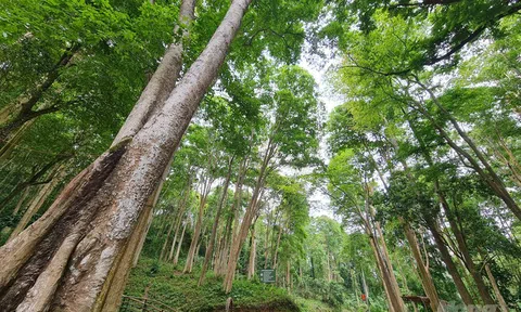 Nghệ An tăng mức hỗ trợ bảo vệ rừng từ nguồn thu Thỏa thuận chi trả giảm phát thải khí nhà kính