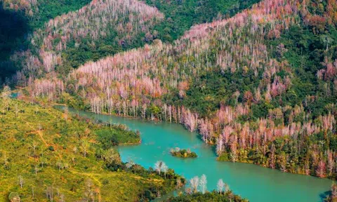 Tỉnh Quảng Trị đẩy nhanh tiến độ giải ngân thoả thuận giảm phát thải khí nhà kính