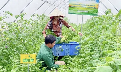 Nghệ An quyết tâm vượt qua khó khăn, thử thách để đạt kết quả cao nhất trong vụ Đông 2025