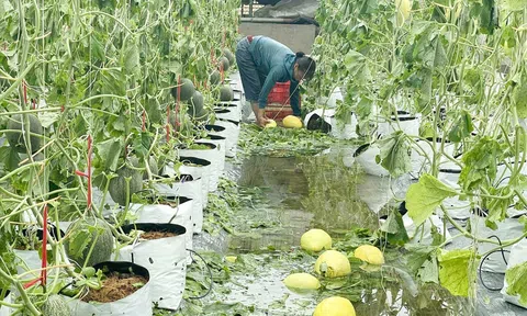 Nghệ An ban hành chính sách hỗ trợ khôi phục sản xuất sau thiên tai