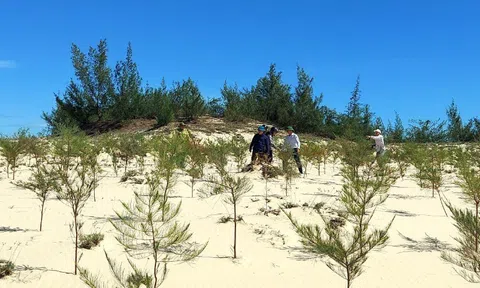 KOICA tài trợ 10 triệu USD cho Quảng Trị chống sa mạc hoá ven biển