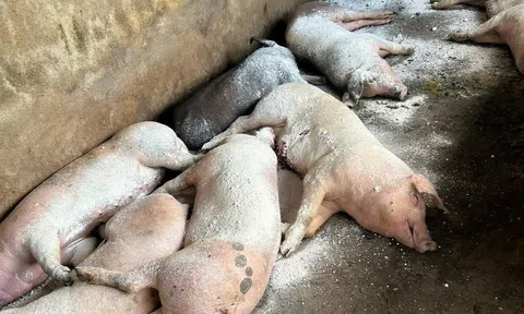 Xã Tương Dương thành lập tổ phản ứng nhanh đối phó với ổ dịch tả lợn Châu Phi vừa xuất hiện