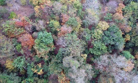 Chi trả tín chỉ carbon: Động lực lớn cho những người giữ rừng