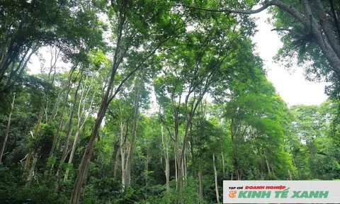 Nghệ An thúc đẩy chi trả tín chỉ carbon, quyết liệt tránh tồn đọng quỹ