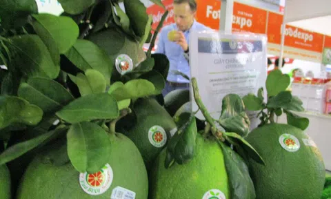 Việt Nam xuất khẩu trái bưởi sang thị trường Mỹ