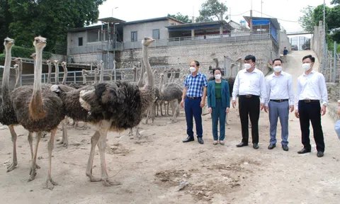 Thu nhập khủng nhờ nuôi chim 'khổng lồ'