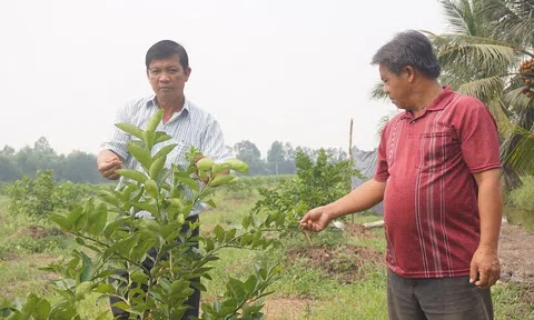Tổ hợp tác trồng chanh không hạt vươn mình ra thị trường lớn