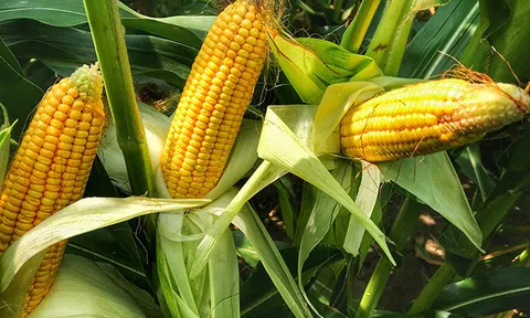 Giá các loại ngũ cốc trên sàn CBOT đồng loạt giảm khi hàng loạt tin tức vĩ mô tiêu cực xuất hiện