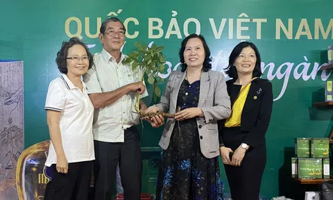 Đấu giá củ sâm Ngọc Linh hơn 50 năm tuổi
