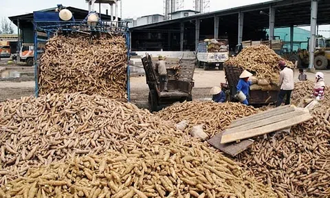 Bộ Tài chính kiểm tra, giải quyết kiến nghị của Hiệp hội Sắn Việt Nam