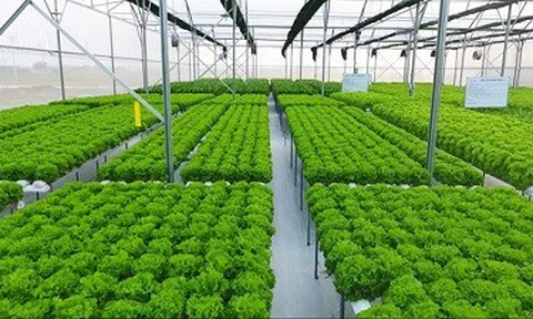 Luận bàn về cơ hội và chính sách trong nông nghiệp công nghệ cao Thủ đô