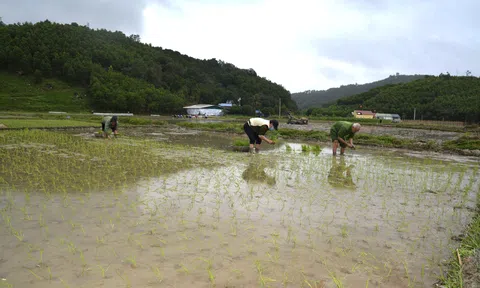 Tuyên Quang: Nông dân nô nức xuống đồng khai Xuân