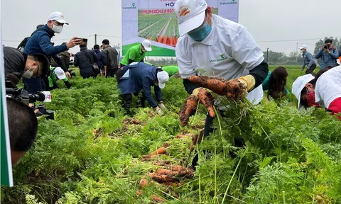 Lần đầu tổ chức lễ hội thu hoạch cà rốt tại Hải Dương