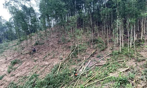 Trồng rừng gỗ lớn mang lại giá trị kinh tế rừng ở Tuyên Quang