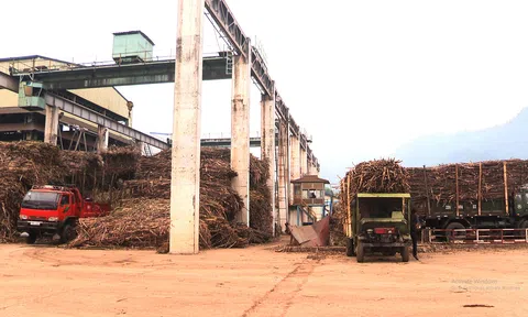 Tuyên Quang: 8.000 tấn đường kính trắng được sản xuất trong niên vụ ép mía 2021 – 2022