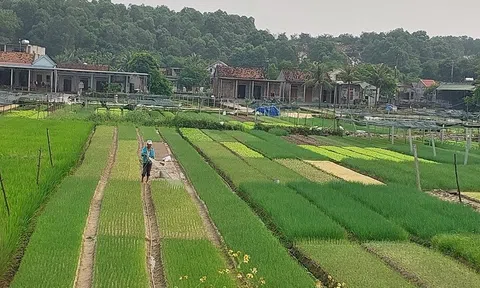 Quảng Bình: Trồng rau sạch theo hướng hữu cơ sinh học ở "rốn lũ" Hồng Thủy