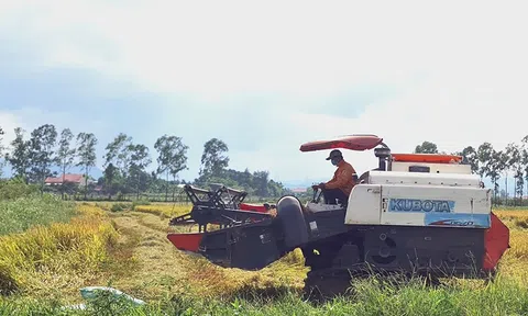 Quảng Bình: Bà con nông dân hối hả thu hoạch lúa vụ hè thu
