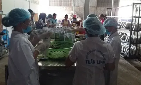 Quảng Bình có 45 HTX tiểu thủ công nghiệp, tạo việc làm hơn 2.000 lao động