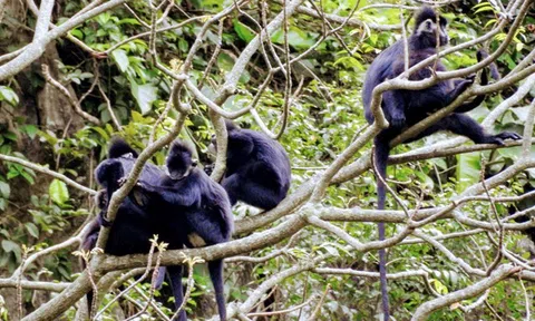Quảng Bình: Đàn khỉ mốc kéo về khu bảo tồn Voọc gáy trắng huyện Tuyên Hóa
