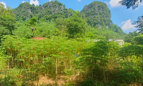 Quảng Bình tăng cường phòng chống bệnh khảm lá sắn trong niên vụ 2024