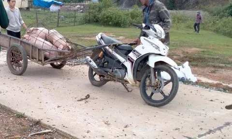 Hàng trăm con lợn chết do dịch bệnh ở hai xã biên giới Quảng Bình