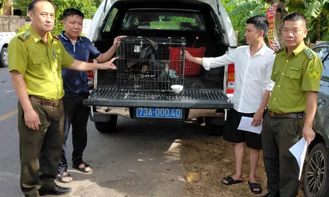 Xử lý hơn 8.500 chim mồi giả dùng đánh bắt chim hoang dã