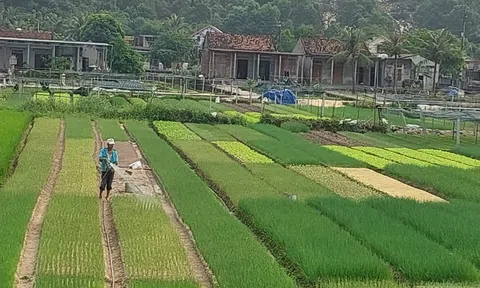 Quảng Bình hỗ trợ 4 tỷ đồng để phát triển các hợp tác xã trong lĩnh vực nông nghiệp