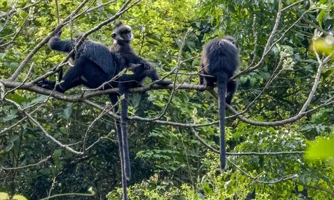 Quảng Bình: Tiếp nhận gần 7 tỉ đồng do tổ chức Nghiên cứu Nông Lâm Quốc tế tài trợ nhằm bảo vệ voọc gáy trắng
