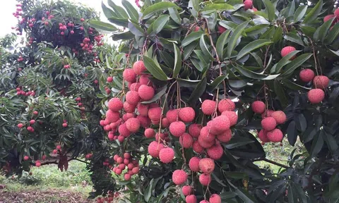 Bắc Giang: Cấp 43 mã số vùng trồng vải thiều xuất khẩu