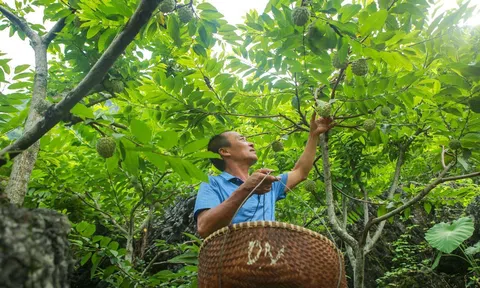 Lạng Sơn hỗ trợ người dân, thúc đẩy quảng bá thương hiệu Na Chi Lăng