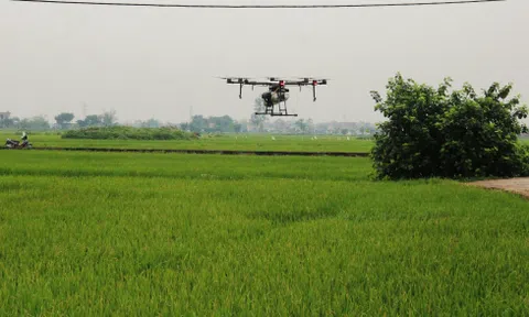 Bắc Giang ứng dụng thiết bị bay không người lái phun thuốc phòng trừ sâu bệnh hại lúa