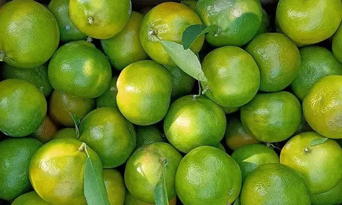 Hòa Bình: Nông dân tất bật thu hoạch quýt Ôn Châu chín sớm