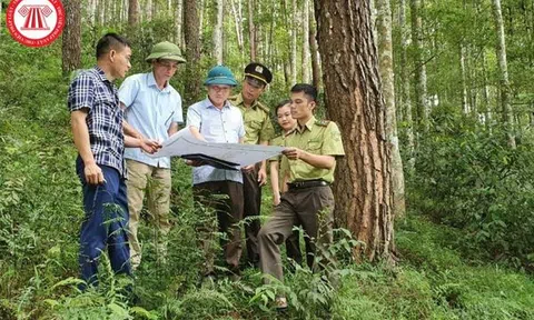 Quyết định mới về tổ chức và hoạt động của Quỹ Bảo vệ và phát triển rừng Việt Nam