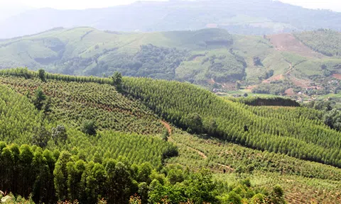 Bắc Giang hỗ trợ người dân trồng rừng