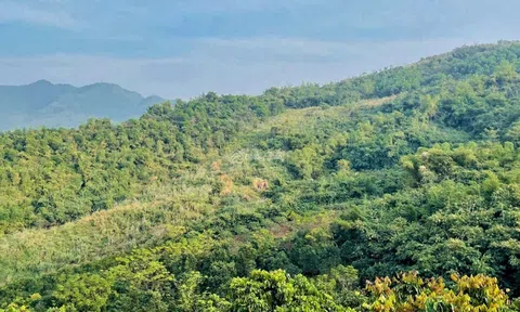 Hòa Bình phấn đấu hoàn thành đề án trồng một tỷ cây xanh giai đoạn 2021- 2025