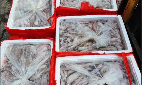 Thanh Hóa phát hiện hơn 4,5 tấn cá khoai ướp foocmon