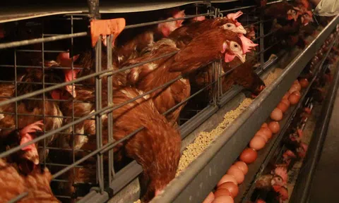 Bắc Ninh: Huyện Lương Tài chủ động ứng dụng công nghệ cao trong chăn nuôi gia cầm