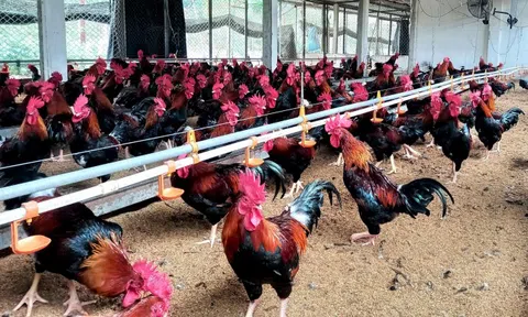 Bắc Ninh: Đánh giá kết quả triển khai mô hình liên kết trong chăn nuôi gà Mía an toàn sinh học 