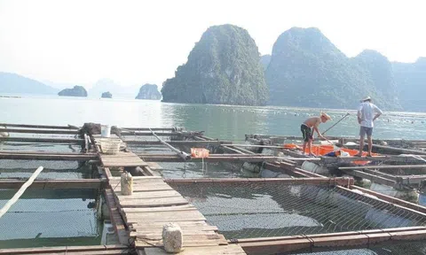 Quảng Ninh chủ động thúc đẩy sản xuất nông nghiệp đảm bảo an ninh lương thực