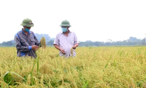 Bắc Ninh: Hơn 10.000 lượt hộ nông dân đạt danh hiệu “Sản xuất kinh doanh giỏi” tại thành phố Từ Sơn