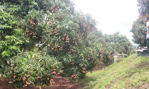 Bắc Giang: Tăng cường công tác quản lý mã số vùng trồng và cơ sở đóng gói nông sản phục vụ xuất khẩu